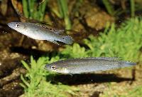 Crenicichla wallacii