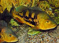 Cichla temensis