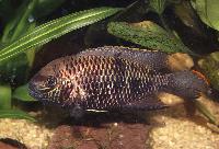 Andinoacara biseriatus
