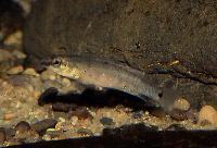 Crenicichla heckeli