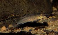 Crenicichla heckeli