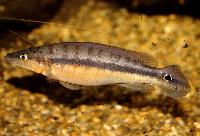 Crenicichla vittata