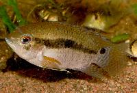 Cichlasoma amazonarum
