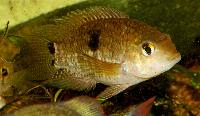 Cichlasoma amazonarum