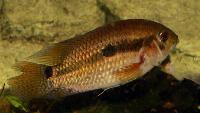 Cichlasoma amazonarum