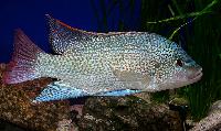 Oreochromis tanganicae