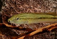 Crenicichla celidochilus