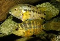 Mesoheros atromaculatus