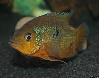 Caquetaia spectabilis