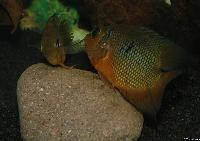 Caquetaia spectabilis