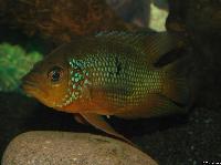 Caquetaia spectabilis