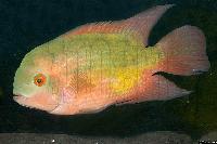 Hypselecara temporalis