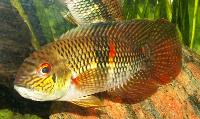 Aequidens diadema