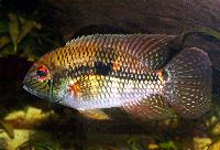 Aequidens diadema