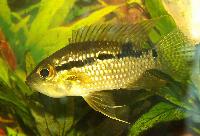 Acaronia nassa