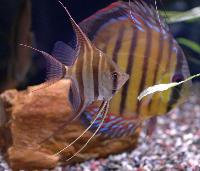Pterophyllum altum