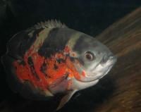 Astronotus ocellatus