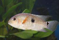 Aequidens tetramerus
