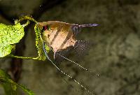 Pterophyllum scalare