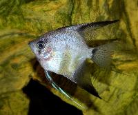 Pterophyllum scalare, (Ghost Angel)
