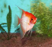 Pterophyllum scalare, (Solid red)