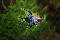 Pterophyllum scalare