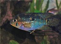 Aequidens metae