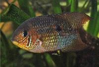 Aequidens metae