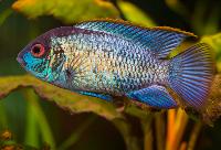 Andinoacara pulcher, electric blue