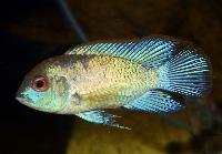 Andinoacara pulcher, Electric blue