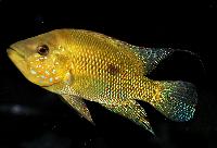 Kronoheros umbriferus