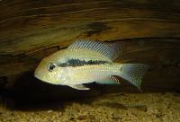 Bujurquina moriorum