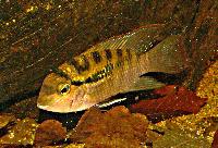 Bujurquina vittata-hona