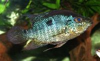 Cacquetaia spectabilis