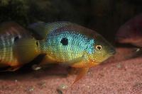 Caequetaia spectabilis