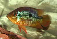 Caquetaia spectabilis
