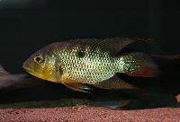 Chaetobranchus flavescens