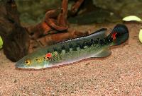 Crenicichla marmorata
