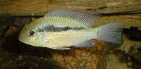Bujurquina moriorum