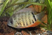 Hantelciklid