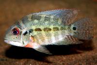 Hoplarchus psittacus