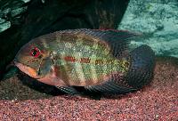 Hoplarchus psittacus