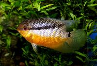 Mesonauta insignis