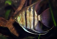 Pterophyllum leopoldi