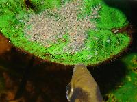 Pterophyllum scalare