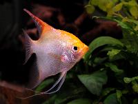Pterophyllum scalare