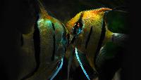 Pterophyllum scalare