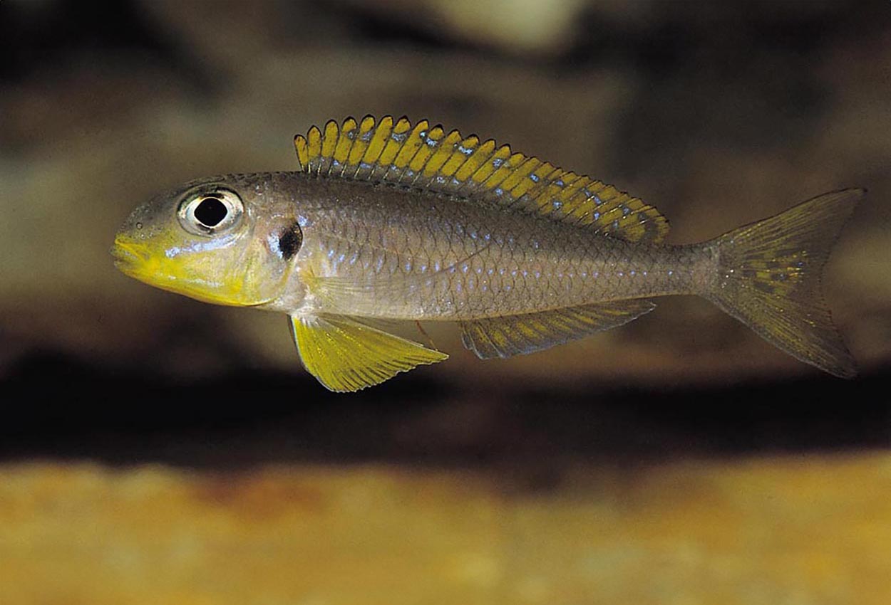 Gulfinnet xenotilapi