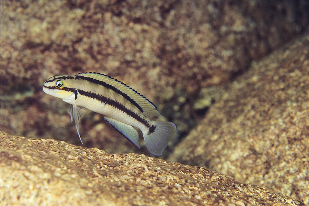 Telmatochromis brichardi, Kipili