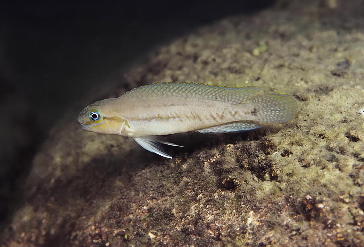 Telmatochromis brachygnathus, Kipili